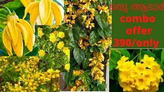 ഒരു അടാർ combo offer - Golden cascade combo