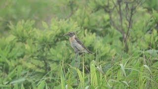 霧ケ峰高原のノビタキ（雌）その８（4K60P動画）