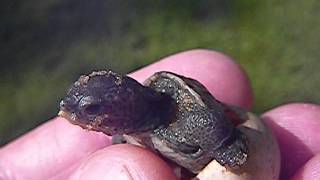 First Terrapin Hatchling 2011 Emerges