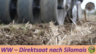 Weizendirektsaat nach Silomais