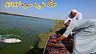 صراع الشياب مع سمكة عملاقه قيمتها 700 دولار +كشته على نهر الفرات