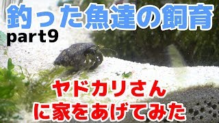 オカヤドカリ飼育 Part5 お引越しの瞬間 小さな貝殻を背負ったヤド