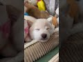 【豆柴犬】疲れてベッドの中で寝て可愛い😍❤︎❤︎