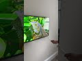 what size tv is this 40” 50” 55” 65” or 75” u0026 what ‘brand’ newtv oled qled led hdr aitv