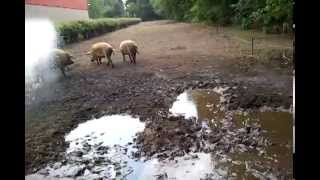 Mangalitza Schweine Dusche :-) Mangalitza Pig shower :-)