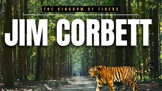 Jim corbett | tiger hunt | jhirna zone | jhirna frh | jim corbett national park |