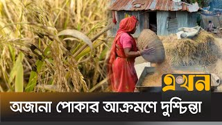 পটুয়াখালীতে ধান উৎপাদনের লক্ষ্যমাত্রা নিয়ে শঙ্কা | Patuakhali News | Agriculture News | Ekhon TV