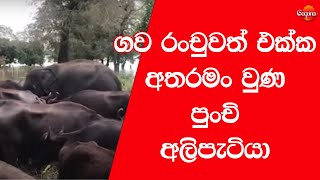 ගංවතුරට අතරමංවෙලා මී හරක් රංචුවත් එක්ක ගවමඩුවට ආ අලි පැංචා