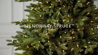 Balsam Hill® | BH Norway Spruce™