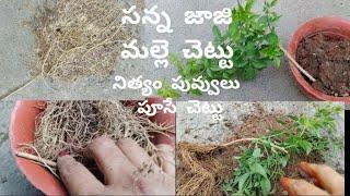 Nithya malle chettu || సన్న జాజి మల్లె చెట్టు ని ఎలా నాటనో చూడండి || నిత్యం పువ్వులు పూసే చెట్టు