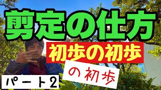 分かりやすさ1番【剪定の仕方】最低限の庭木剪定のやり方を初心者向けで植木屋が解説。知識編