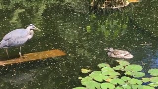 Never mess with mama duck | Duck vs Heron