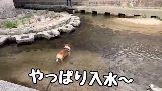 くしゃみで顔面びしょびしょのコーギー犬コナンはこちら