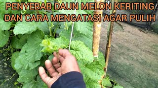 CARA MENGATASI DAUN MELON KERITING||PENYEBAB DAUN MELON KERITING