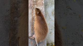 capybara 卡皮巴拉 落水的可愛水豚君：我是誰 我在哪🌊😅 #capybara #水豚 #水豚君 #卡皮巴拉 #呆萌 #cute #funny #可愛い #萌寵 #療癒 #short