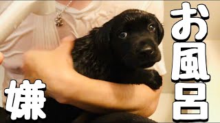 【大泣き】ラブラドールレトリバー子犬はじめてのお風呂 -Labrador puppy is Crying First bath-