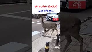 ఈ జింకను చూడండి ఎలా రోడ్ క్రాస్ #telugupost #deer #latestnews #viralvideo #viralnews