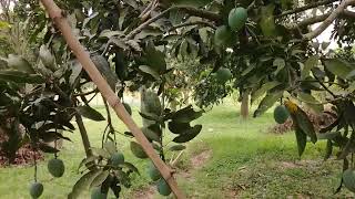 হিমশাগর আম । গাছে পাকা । Him Sagar. Rajshahi mango