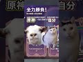 【原神】最近こうなるんだけど私だけ？？ 猫ミーム 猫meme