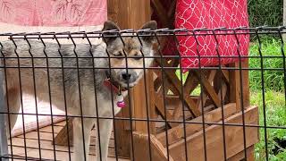 野犬の保護子犬・大雪とシーバ、本当に姉弟のように似ているね🐺👧👦