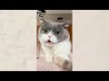 New Funny Animals 😅 Funniest Dogs And Cats Videos 2024🐶😺 #42