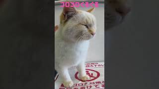 捨てられた子猫ちゃん‼️ぐるぐるゴロゴロが止まらない #shorts