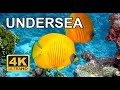 Underwater sea, aquarium,undersea, chillout, relax, meditation, 4K resolution  - Sense_Life