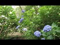 高幡不動の紫陽花　hydrangea in takahatafudo tokyo 2023年6月4日