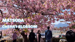 2023 まつだ桜まつり/ 松田山ハーブガーデンEarly Blooming Sakura in MATSUDA