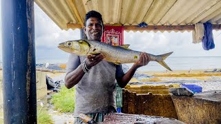 Never Seen! Live Mugil Cephalus Fish Cutting (Flathead Gray Mullet) | Fastest Fish Cutting Skills