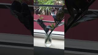How to propagate zz plant in water #shorts #short