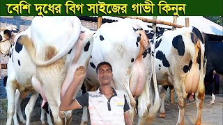 সাঈদ ভাই মানেই সেরা মানের ১২ থেকে ২০ লিটার দুধের গাভী।। পানির দামে সেরা সেরা গাভী কিনুন পানির দামে।