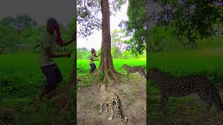 Two cheetah attack in my gerden #231# #vfx #leopard #shorts #wildlife #virals #videos