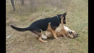 Casey's big walk with a friend. German Shepherd and Husky Luke