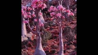 Socotra Island, Yemen 🇾🇪