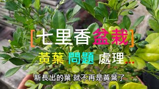 [七里香種植] 06_1 盆栽黃葉原因與處理方法 因為造成黃葉的原因 有很多種可能 而且通常是累積性造成的 再處理上得先釐清原因外  耐心的處理 提供以上幾種原因與處理方法供參考...