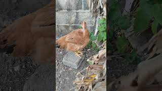 gallinas criollas ep-637...🐓🐣