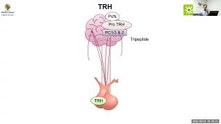 MedEClasses Module Hypothalamic-Pituitary-Thyroid Axis