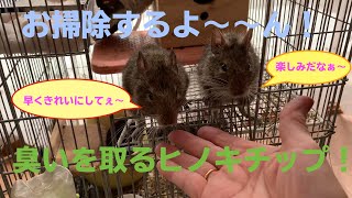 デグー掃除！臭いを取るヒノキチップを使うよ！これで嫌なニオイは全然しなくなります！お掃除の間も寄ってくるデグーさんも可愛い〜