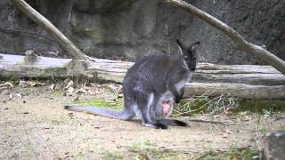 ベネットアカクビワラビー親子(のいち動物公園)