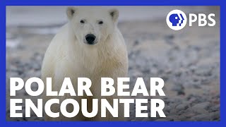 Expedition with Steve Backshall | When the Polar Bear Encounter Became Serious | PBS