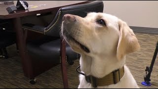 Roger the K9 Helps Tippecanoe County Prosecutor’s Office with Investigations and Community Outreach