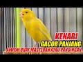 KENARI GACOR PANJANG, PANCINGAN KENARI MACET BUNYI CEPAT GACOR