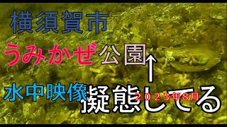 横須賀うみかぜ公園　２０２３年７月