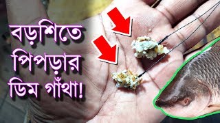 বড়শিতে পিপড়ার ডিম গাঁথার নিয়ম Amazing DIY Ant Egg Larvae Fishing Bait Technique Carp Fishing