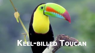 Birds of the World | 10 | Keel-billed Toucan | Ramphastos sulfuratus