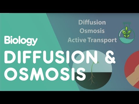 When water molecules move down their concentration gradient this is called?