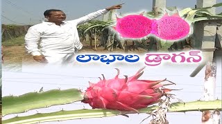 Organic Dragon Fruit Cultivation | Guntur | Poleshwara Rao | సేంద్రియ పద్ధతిలో డ్రాగన్‌ పంట సాగు