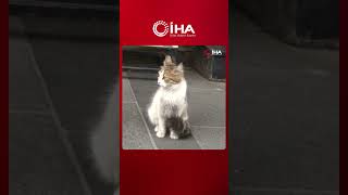 Esenler’de esnafın sahiplendiği Yedi Bela Hüsnü isimli bir kedi caddeyi kullananlara geçit vermiyor