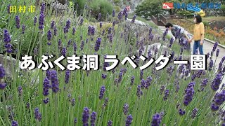 ［ふくしま花だより2022］あぶくま洞ラベンダー園